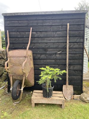 ABIES pinsapo / Spanish Fir