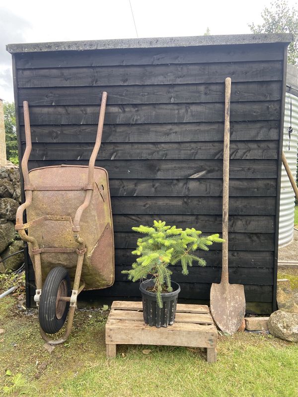 Spanish Fir tree for sale UK