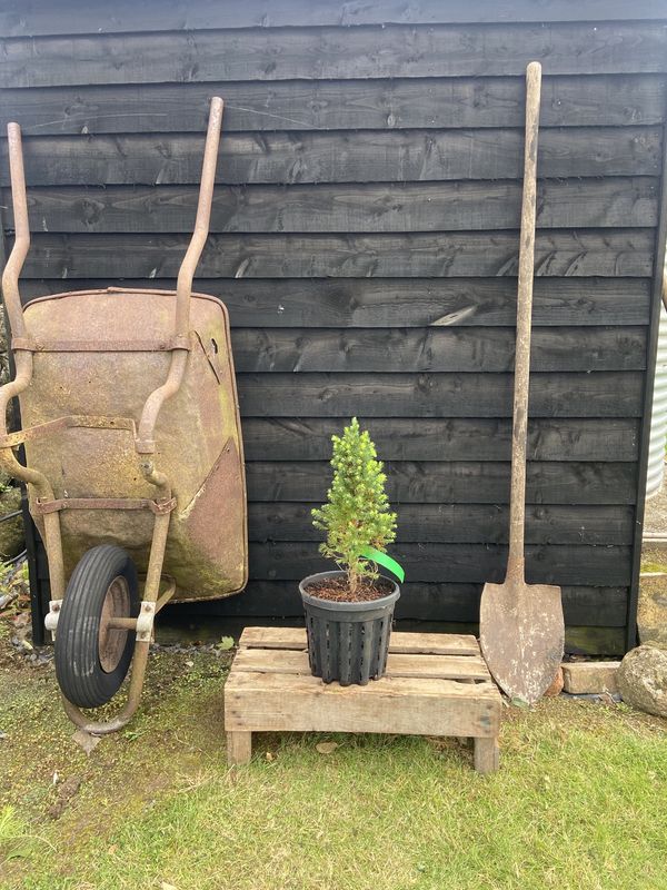 Dwarf Alberta Spruce tree for sale UK