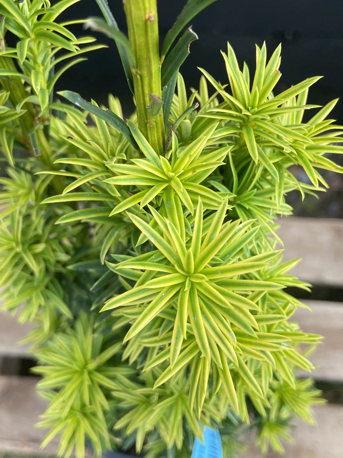 TAXUS baccata Fastigiata Aurea / Golden Irish Yew