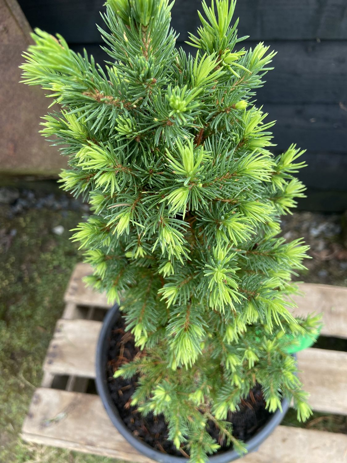 PICEA glauca var. albertiana &#39;Conica&#39; / Dwarf Alberta Spruce