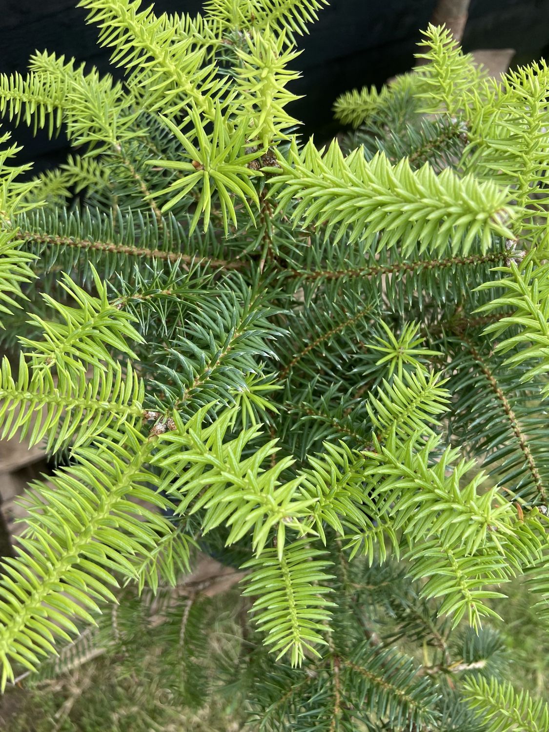 ABIES pinsapo / Spanish Fir