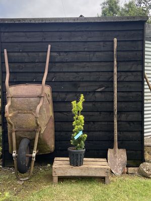 TAXUS baccata Fastigiata Aurea / Golden Irish Yew