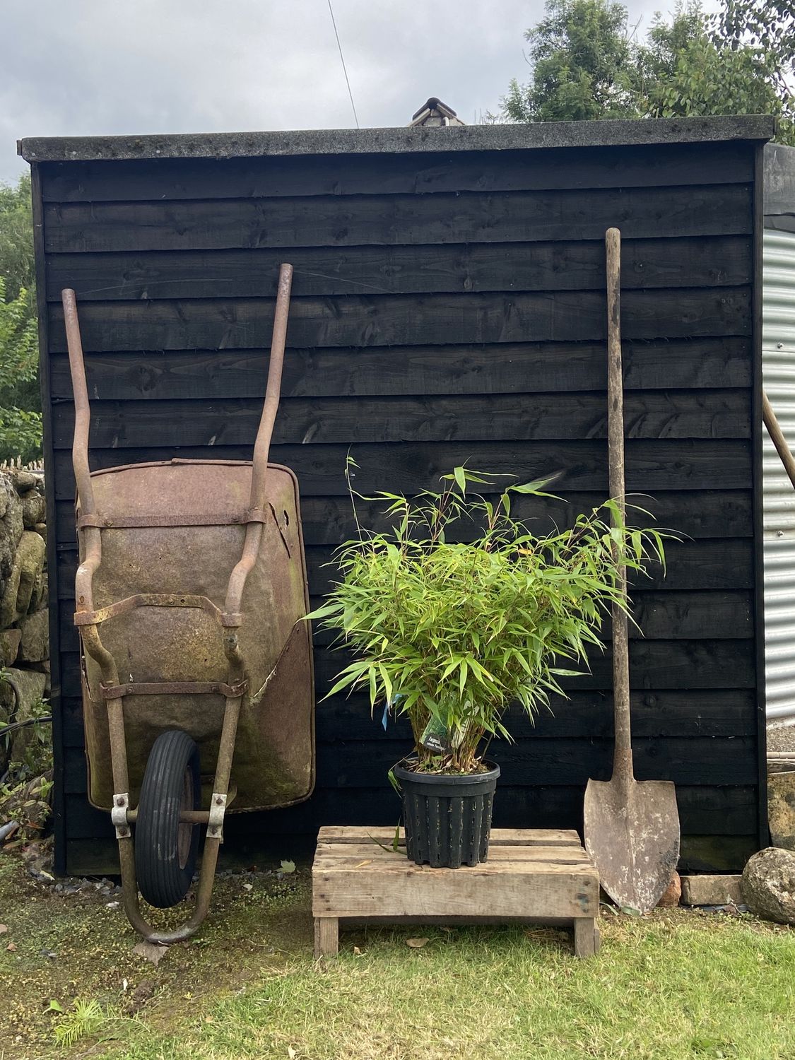 FARGESIA robusta formidable / Mountain Bamboo
