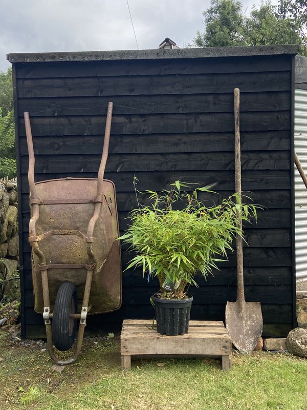 Mountain Bamboo tree for sale UK