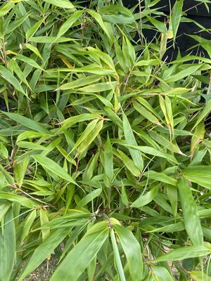FARGESIA robusta formidable / Mountain Bamboo
