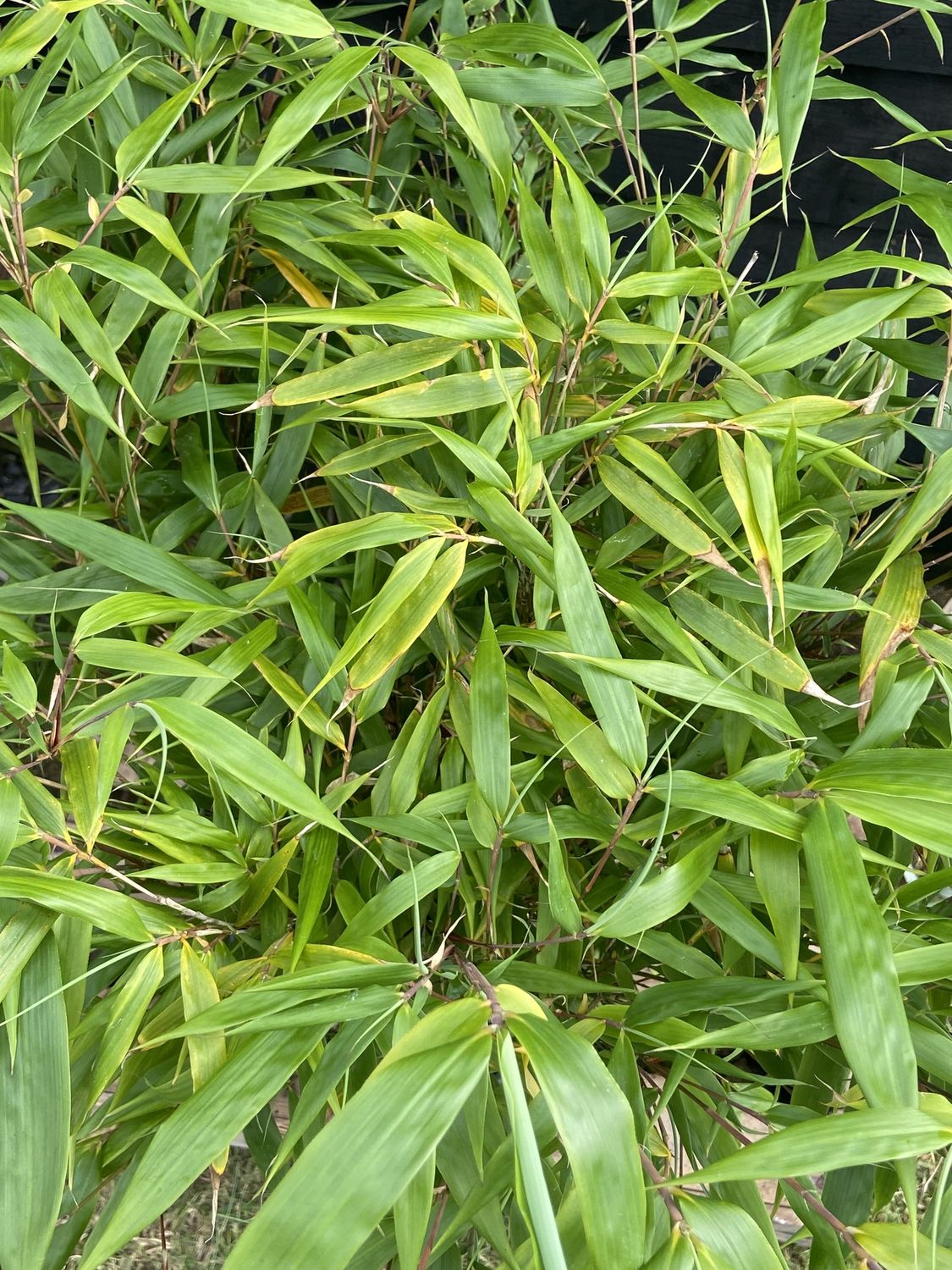 FARGESIA robusta formidable / Mountain Bamboo
