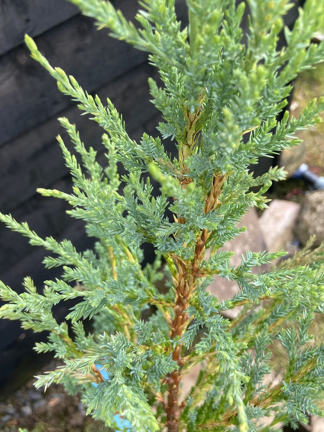 JUNIPERUS scopulorum &#39;Blue Arrow&#39; / Rocky Mountain Juniper