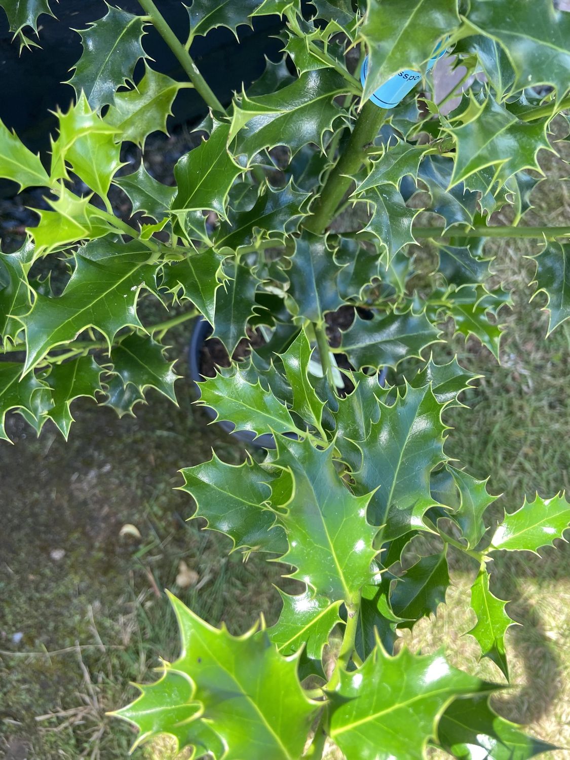ILEX aquifolium ‘Alaska’ / Holly