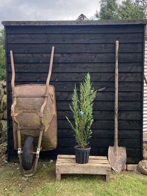 JUNIPERUS scopulorum &#39;Blue Arrow&#39; / Rocky Mountain Juniper