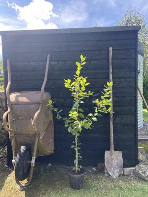 QUERCUS ilex / Holm Oak