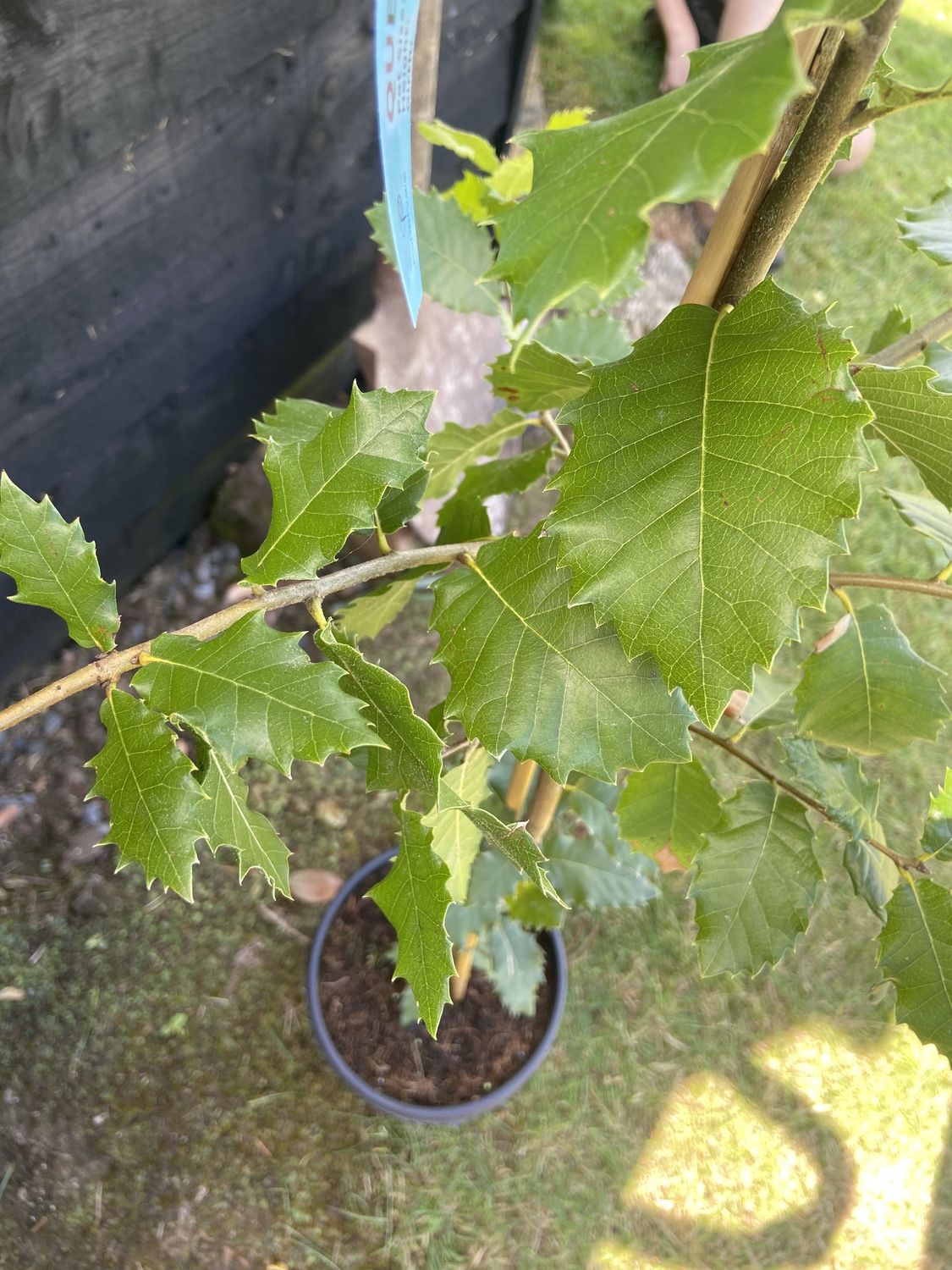 QUERCUS ilex / Holm Oak