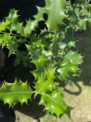 Holly — view 2