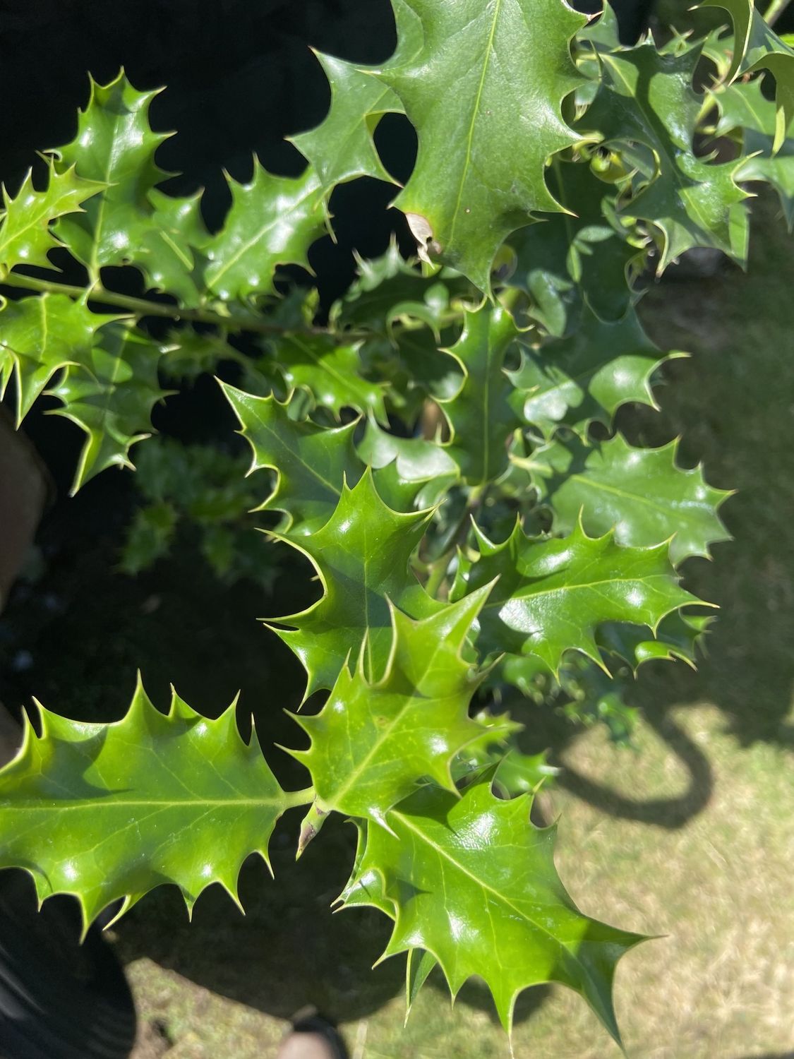 ILEX aquifolium / Holly [caned]