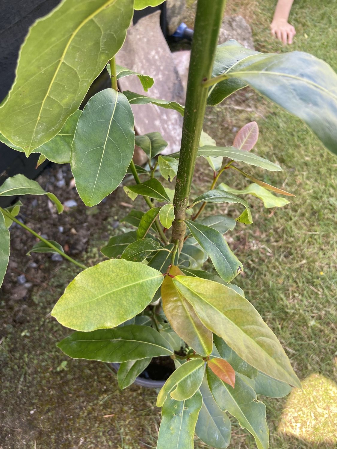 LAURUS nobilis / Bay