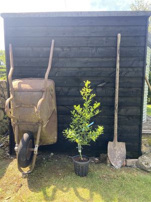 ILEX aquifolium ‘Alaska’ / Holly