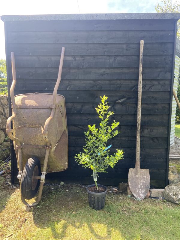 Holly tree for sale UK