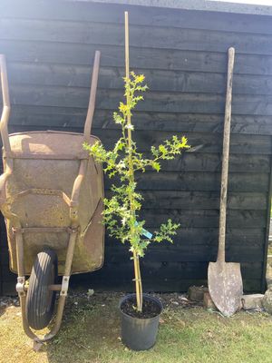 ILEX aquifolium / Holly [caned]