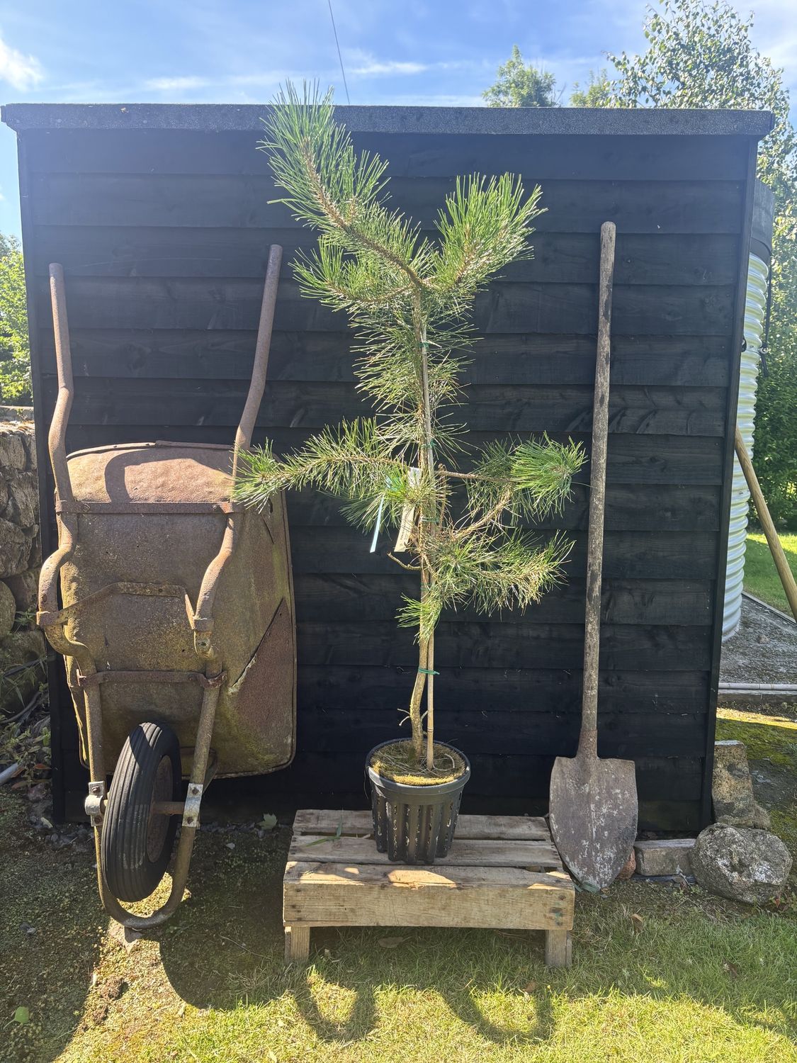 PINUS tabuliformis / Chinese Red Pine