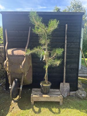Chinese Red Pine