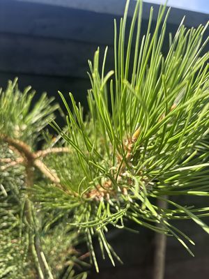 Chinese Red Pine — view 2
