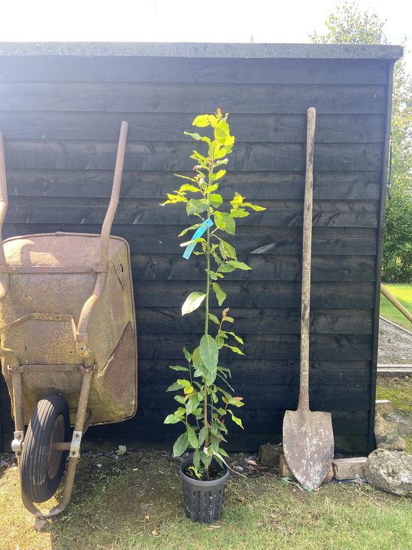 Bay tree for sale UK