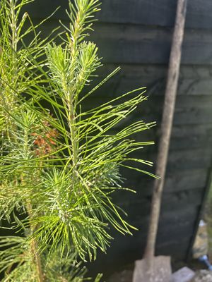 Aleppo Pine — view 2