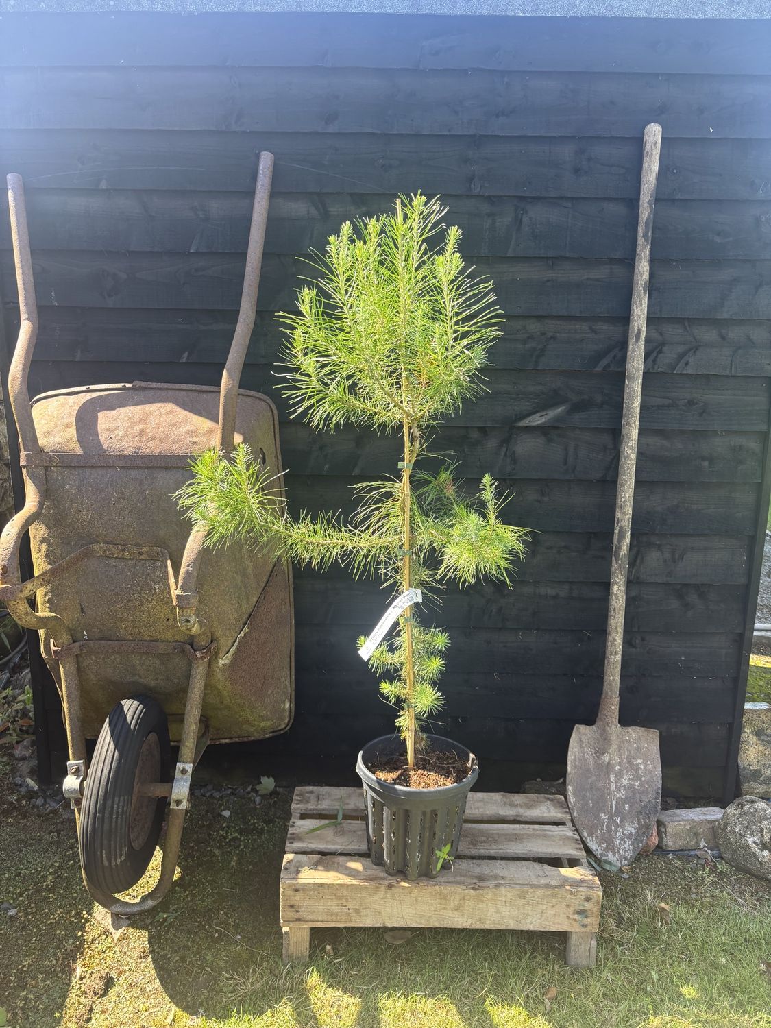 PINUS halepensis / Aleppo Pine