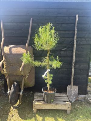 PINUS halepensis / Aleppo Pine