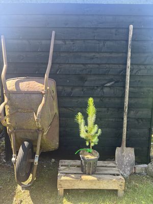 PINUS pinea / Stone Pine
