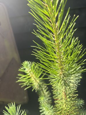 Stone Pine — view 2