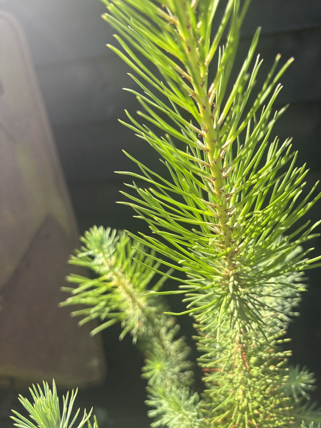 PINUS pinea / Stone Pine