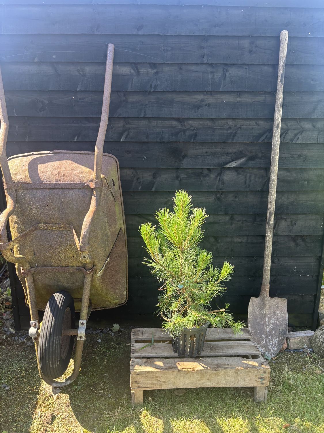 PINUS mugo mughus / Dwarf Mountain Pine