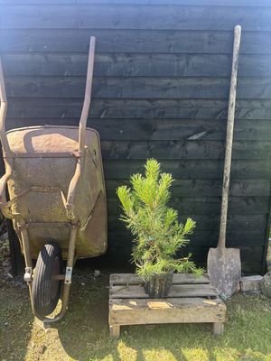 PINUS mugo mughus / Dwarf Mountain Pine
