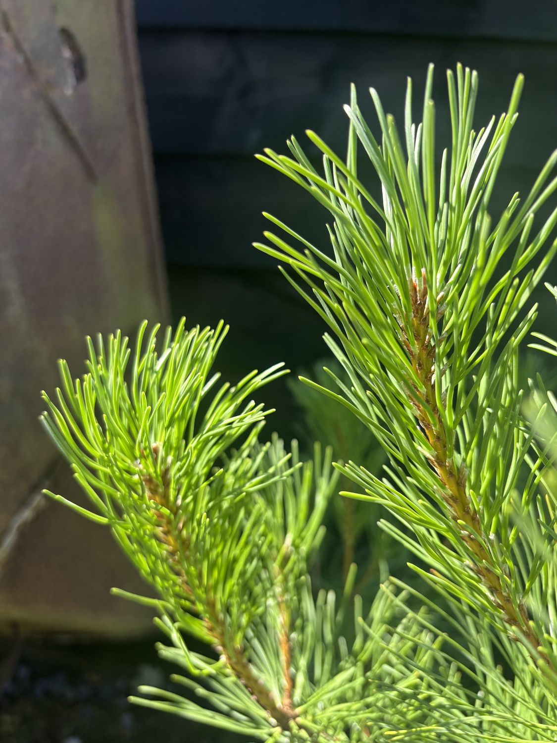PINUS mugo mughus / Dwarf Mountain Pine