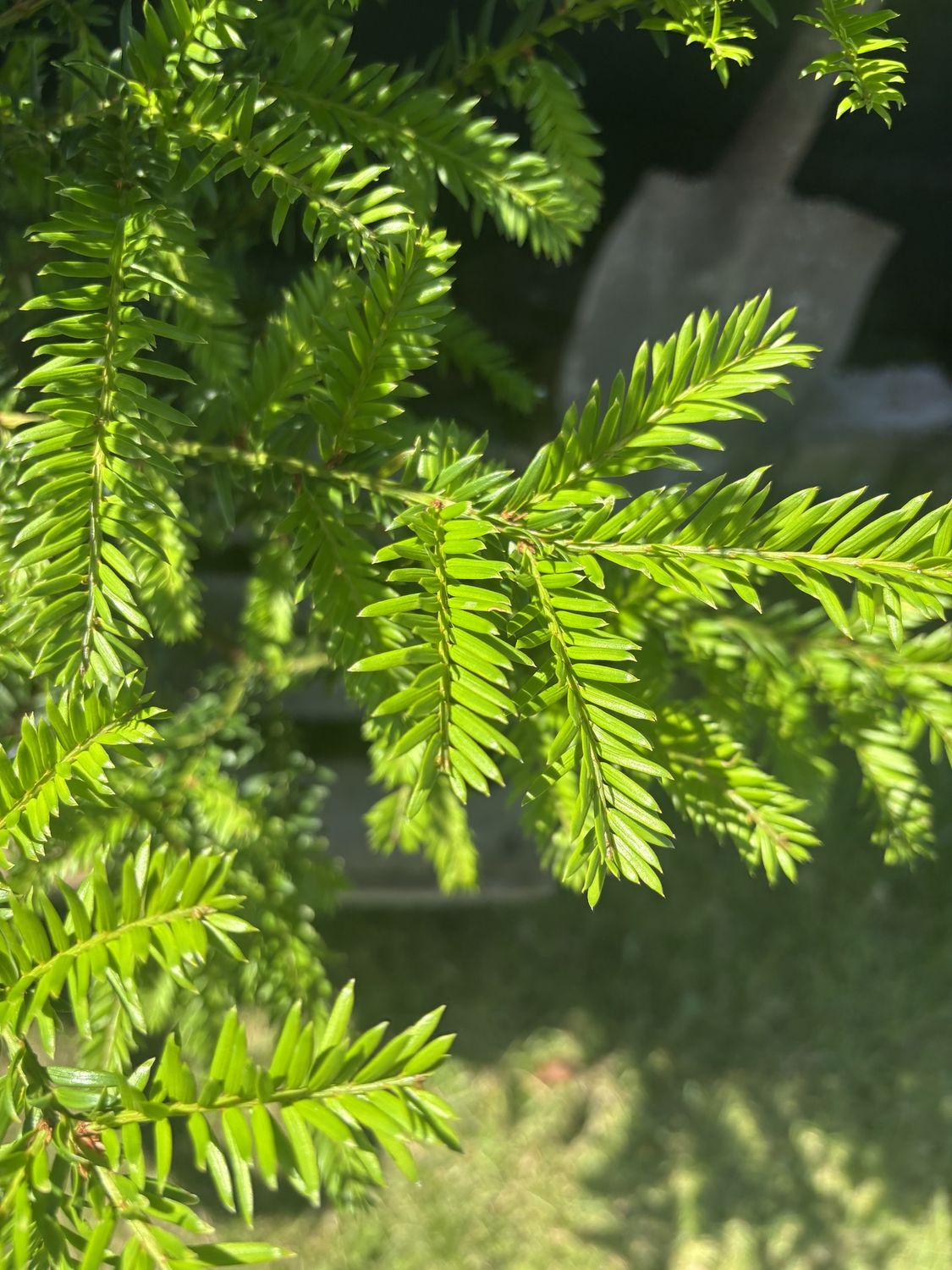 TAXUS baccata / Yew