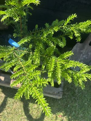 Yew — view 3