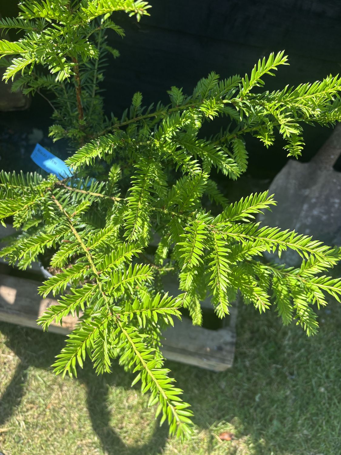 TAXUS baccata / Yew