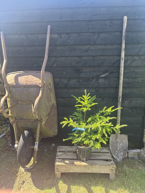 Yew tree for sale UK