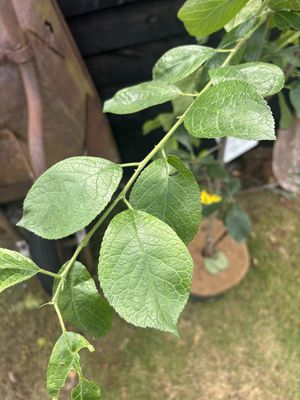Plum — view 3