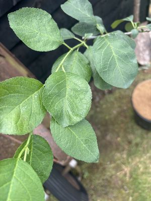 Opal Plum — view 2