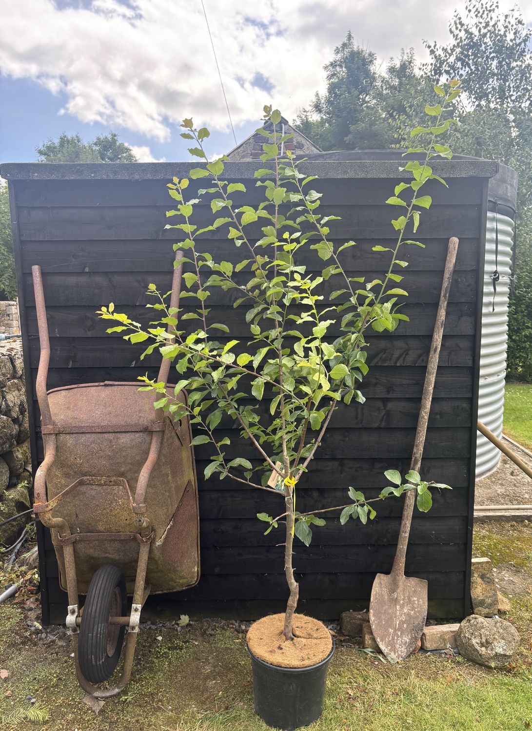 PRUNUS domestica &#39;Reine Claude d&#39;Oullins&#39; / Greengage Plum