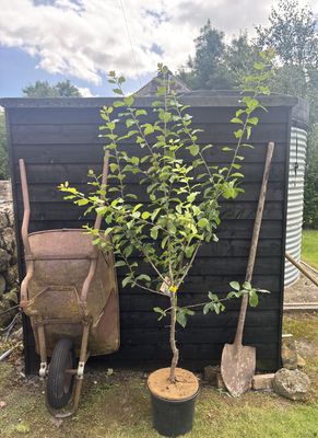 PRUNUS domestica 'Reine Claude d'Oullins' / Greengage Plum