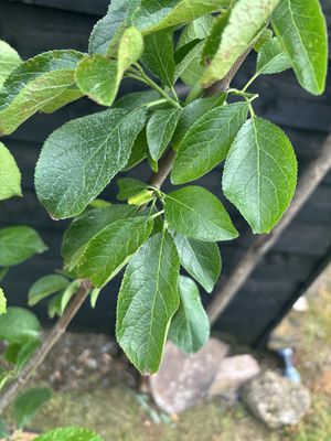 Greengage Plum — view 2