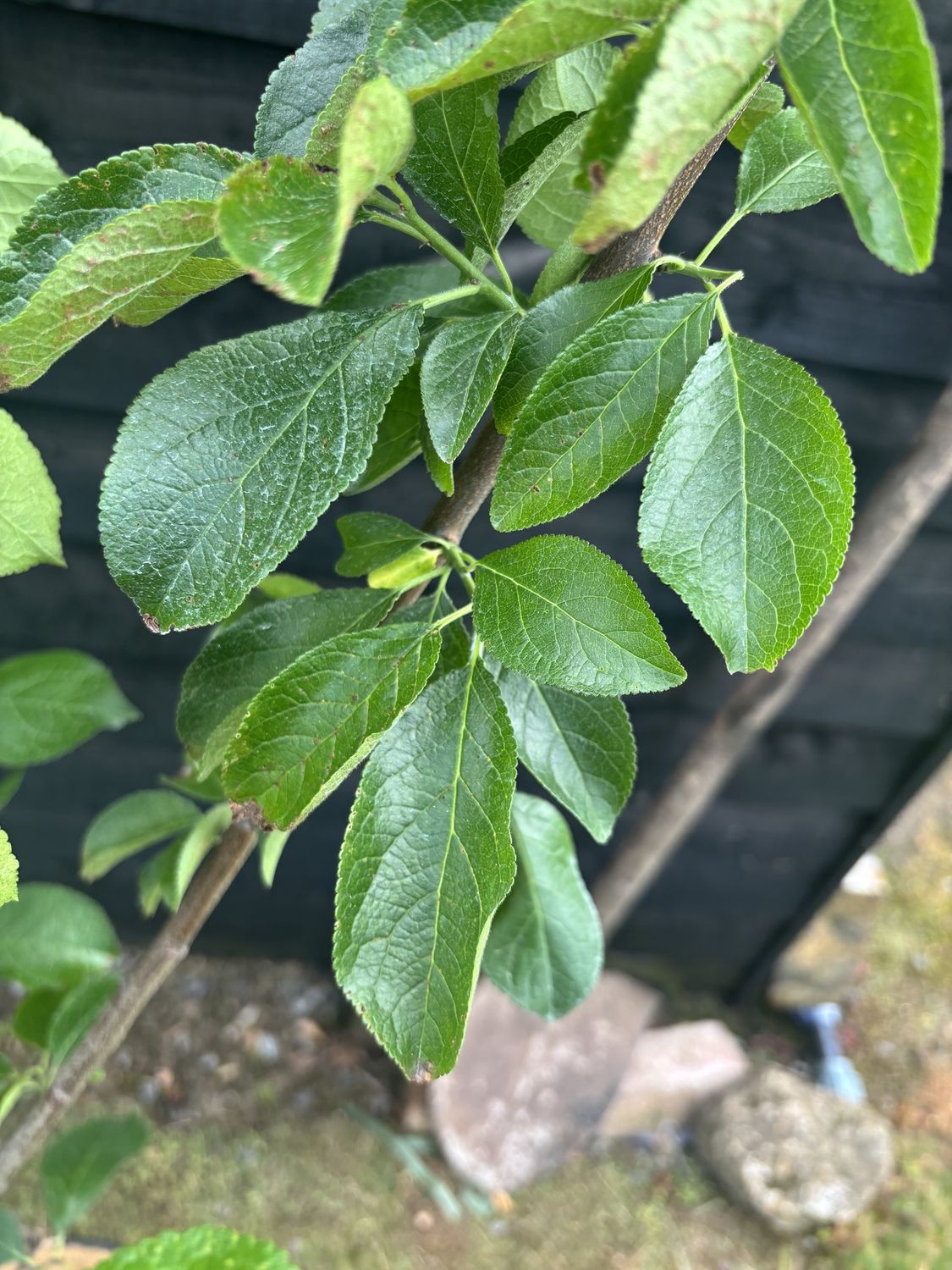 PRUNUS domestica &#39;Reine Claude d&#39;Oullins&#39; / Greengage Plum