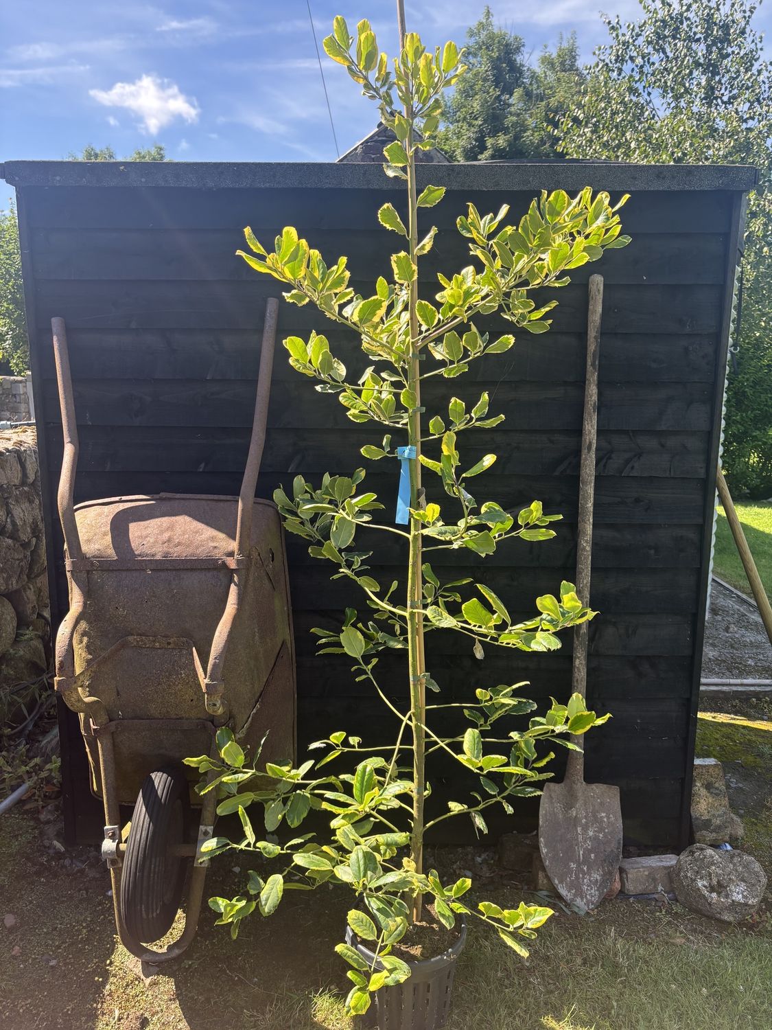 ILEX &#39;Golden King&#39; / Variegated Holly