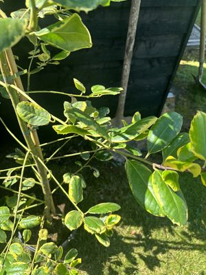 Variegated Holly — view 3