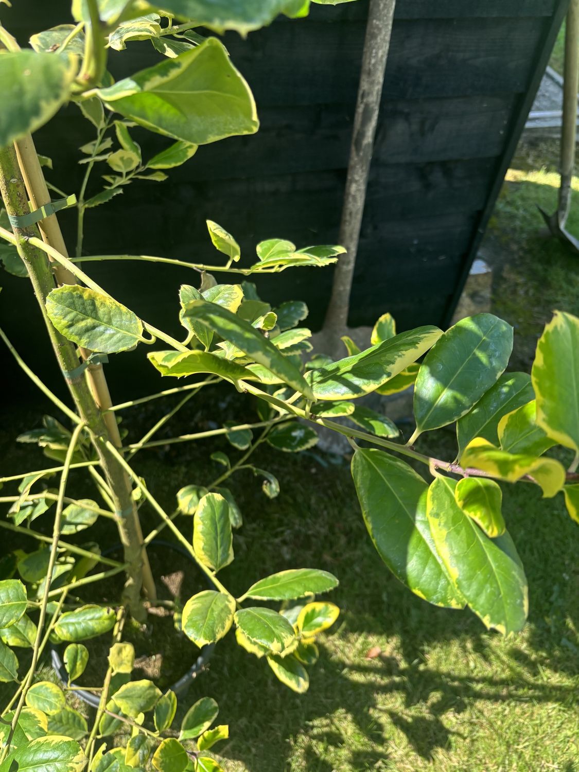 ILEX &#39;Golden King&#39; / Variegated Holly