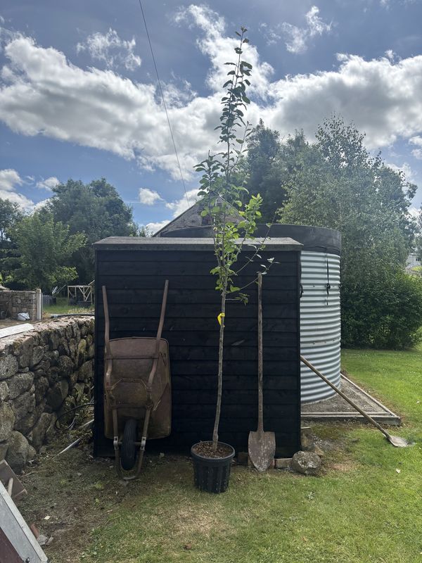 Plum tree for sale UK