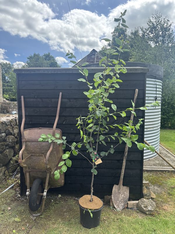 Opal Plum tree for sale UK